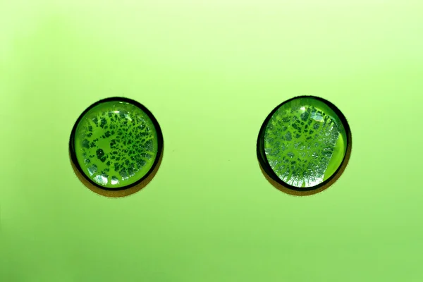 녹색 단추 타일 — 스톡 사진