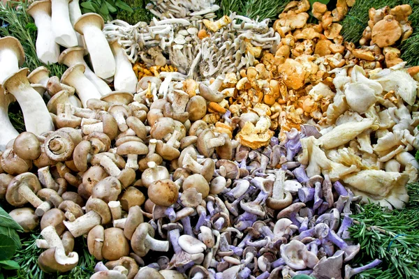 Funghi — Foto Stock