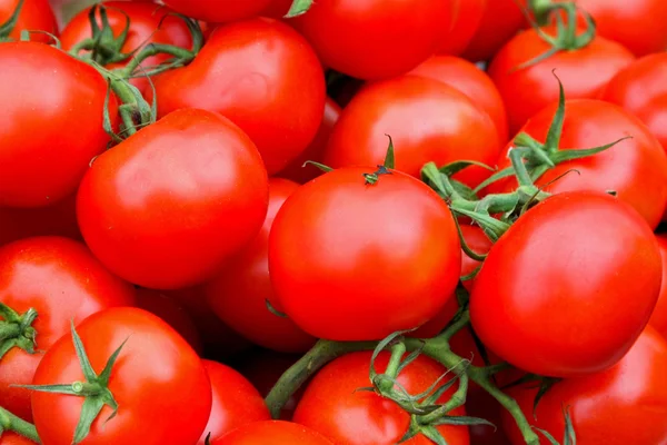 Органические помидоры — стоковое фото