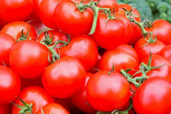 유기농 토마토 — 스톡 사진