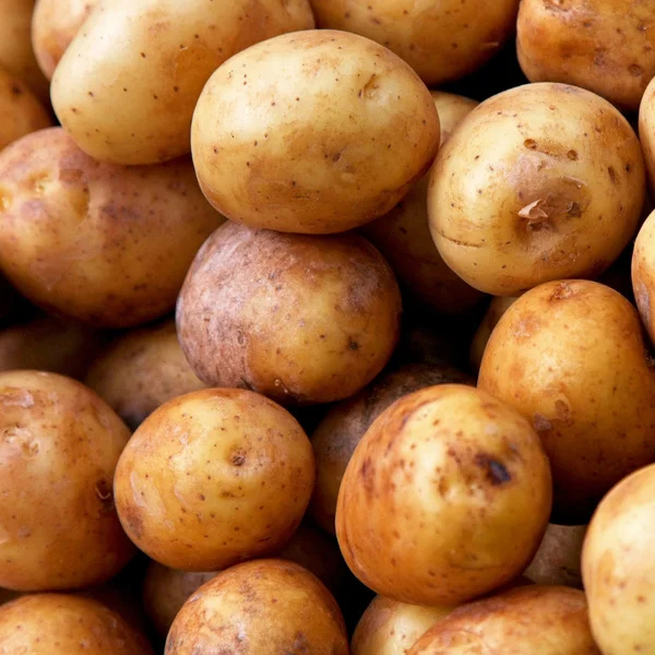 Batatas pequenas — Fotografia de Stock