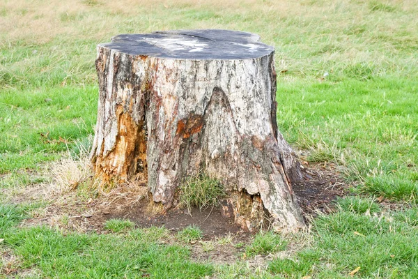 Stump ! — Photo