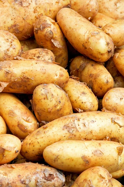Sladký brambor vertikální — Stock fotografie