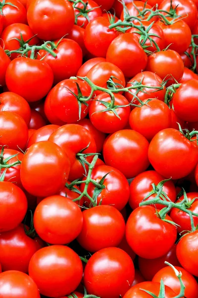 Tomate con vid — Foto de Stock