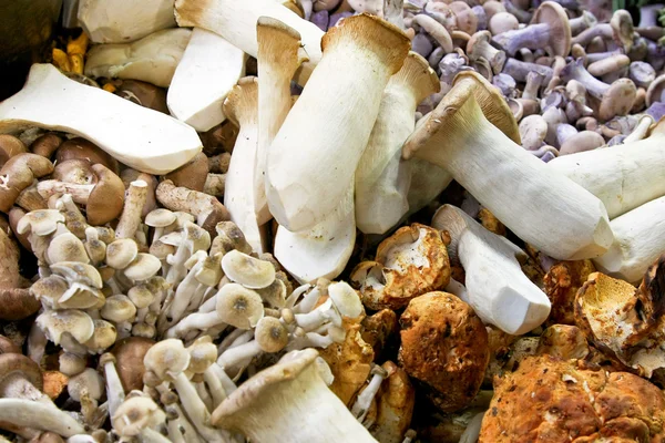 野生蘑菇 — 图库照片