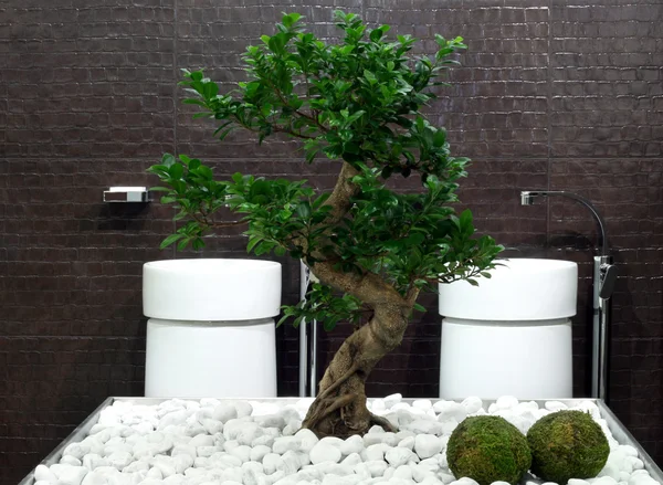 Bagno bonsai — Foto Stock