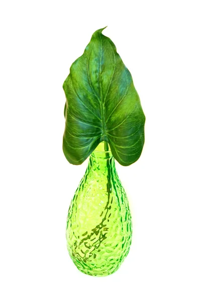 Leaf váza — Stock fotografie