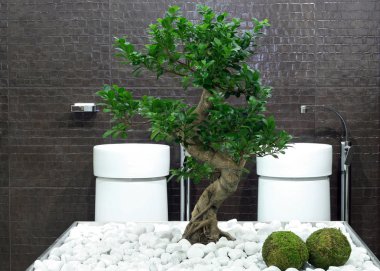 Bonsai banyo