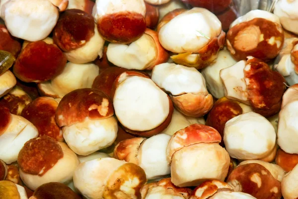 Boletus mushrooms — Stock Photo, Image