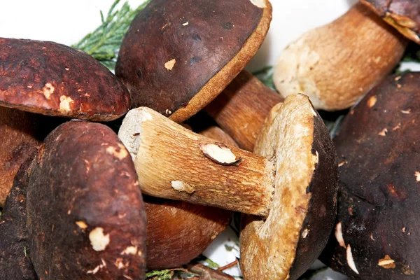 Dark boletus mushrooms — Stock Photo, Image