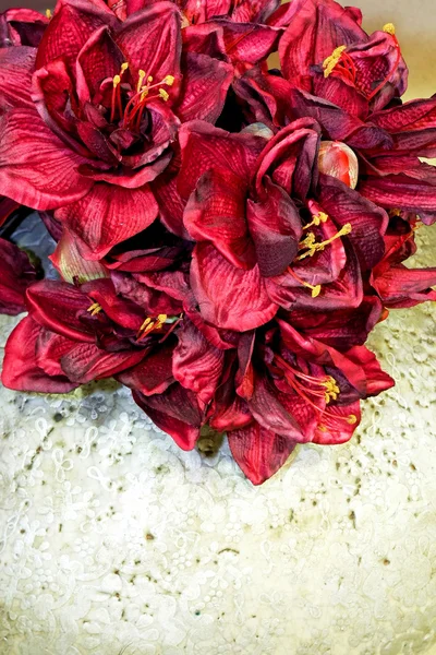 Fleurs rouges — Photo