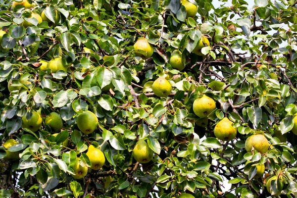 stock image Pear tree