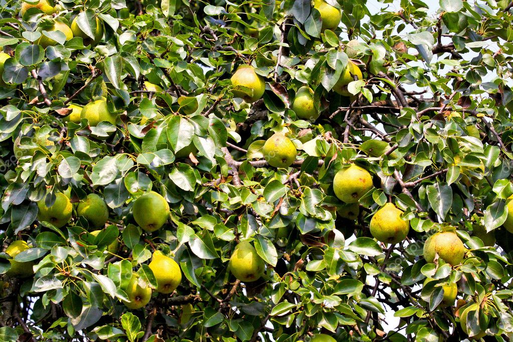 Pear Tree Stock Photo By ©baloncici 3469133