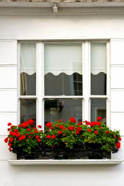pencere çiçekler