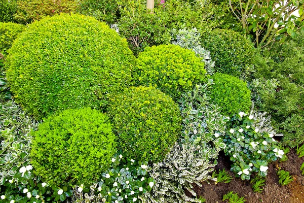 Arbustos verdes — Fotografia de Stock