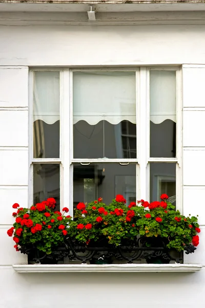 Window flowers — Stock Photo, Image