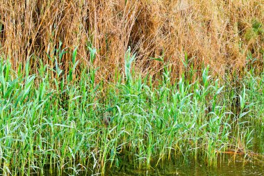 Reed kamışı