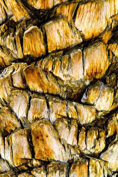 棕榈树皮 — 图库照片