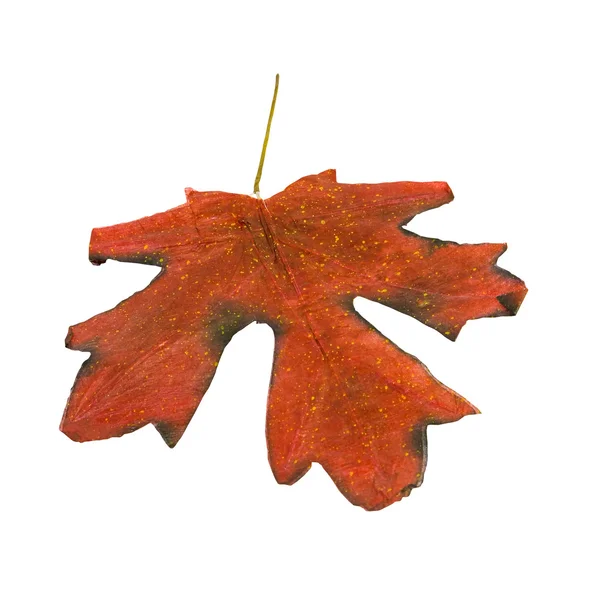 Dark brown leaf — Stockfoto