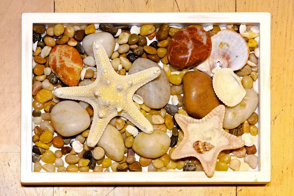 Sea stars — Stock Photo, Image