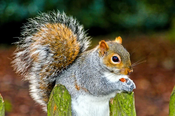 Squirrel eat — Zdjęcie stockowe