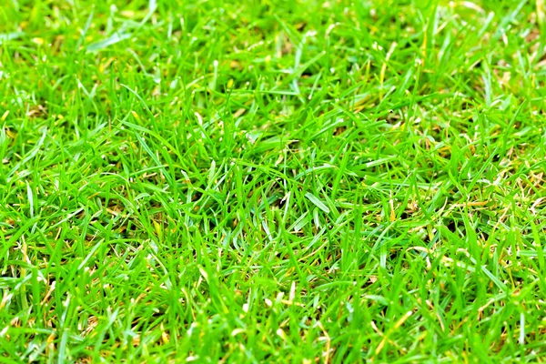 Macro grass — Stock Photo, Image