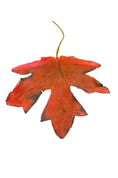Бургундский лист — стоковое фото