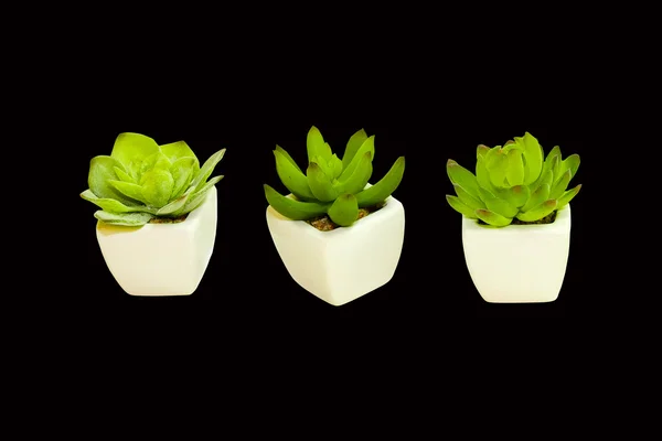 Decoratieve planten — Stockfoto