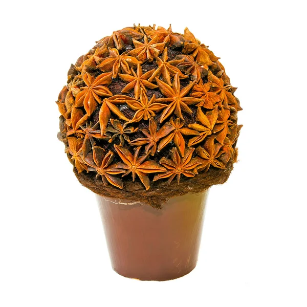 八角茴香植物 — 图库照片