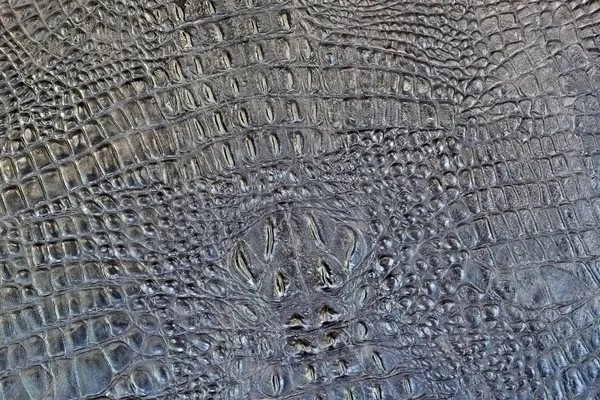 Krokodyl tło — Zdjęcie stockowe