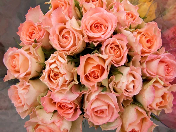 Valentýnské růže — Stock fotografie