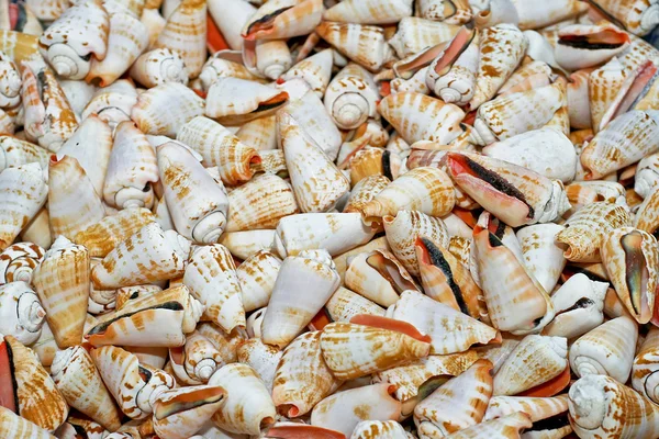 Bunch of shells — Stock Photo, Image
