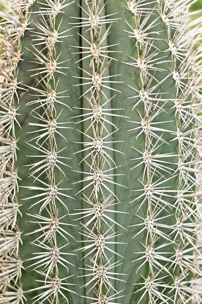 Cactus gros — Photo