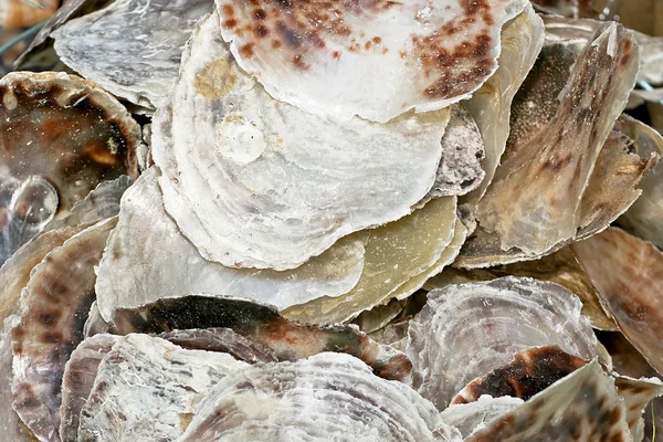 Guscio di ostrica — Foto Stock