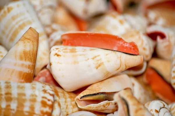 Malé shell — Stock fotografie