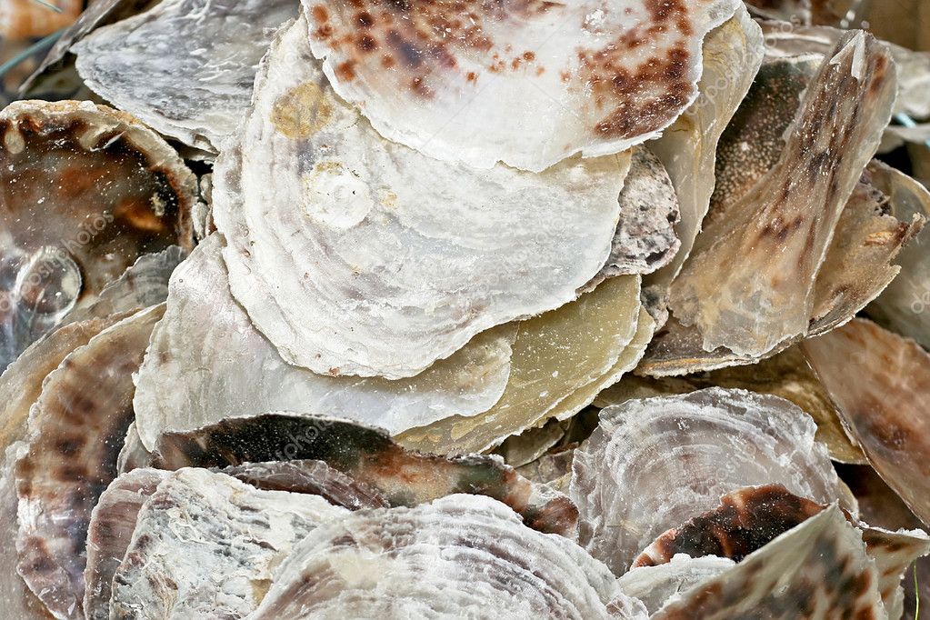 Oyster shell — Stock Photo © Baloncici 3626120