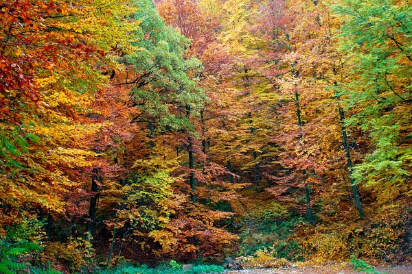 Madeira de outono — Fotografia de Stock