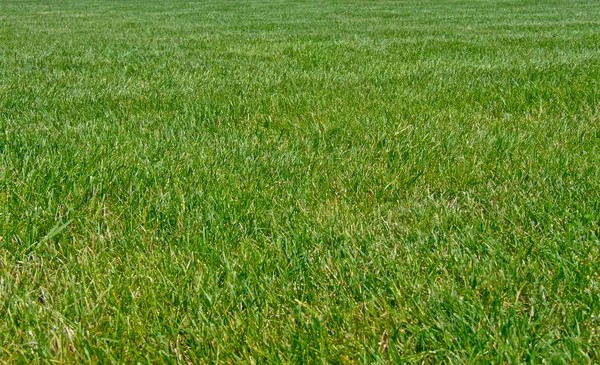 Великий трави — стокове фото