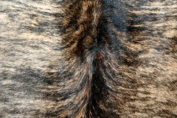 毛皮の敷物 — ストック写真