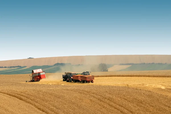Buğday hasat — Stok fotoğraf