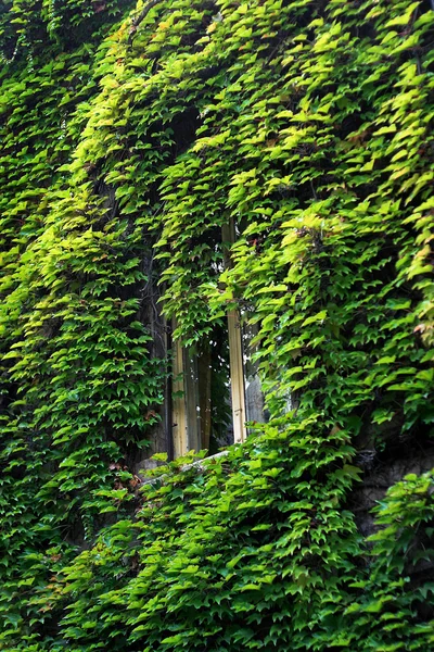 Fenster in grün — Stockfoto