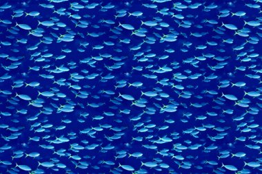 Fishy background clipart