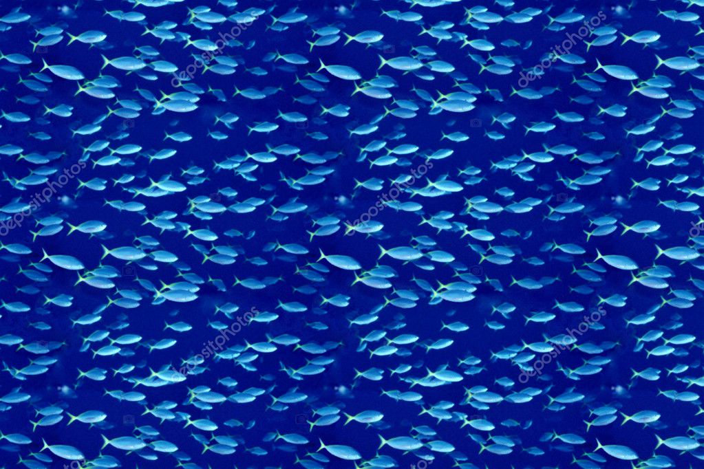 Fishy background store