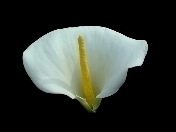 Stock image Calla