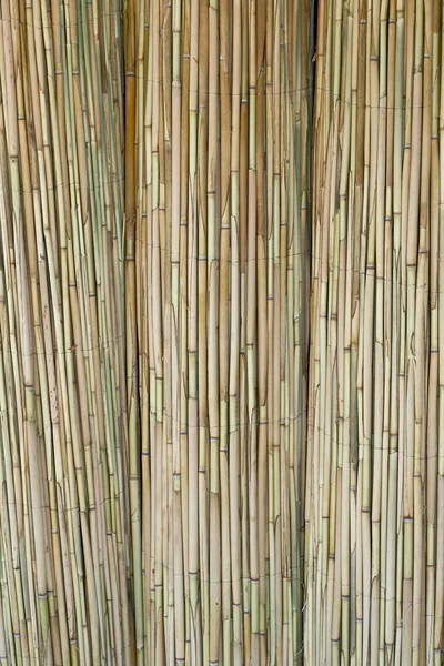 Reed rotting — Stockfoto