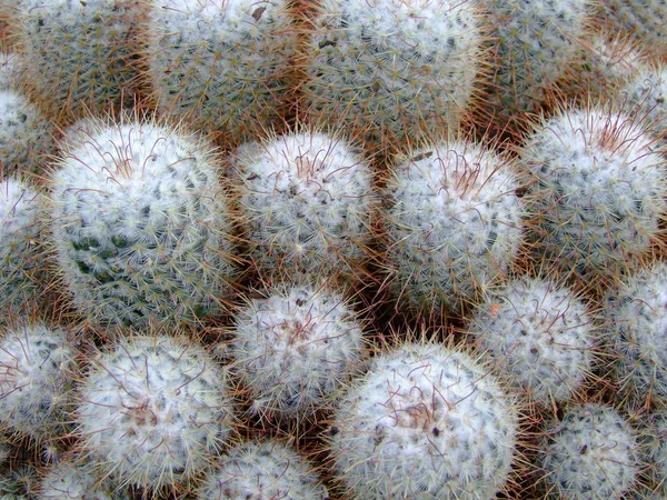 stock image Cactus