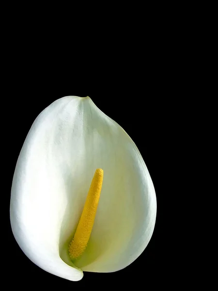 Calla lily — Stock Photo, Image
