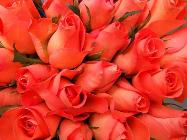 Πορτοκαλί μπουμπούκια τριαντάφυλλου — Φωτογραφία Αρχείου
