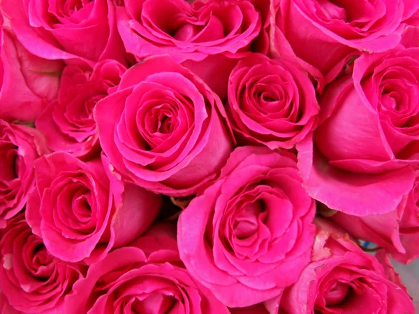 Bourgeons roses — Photo