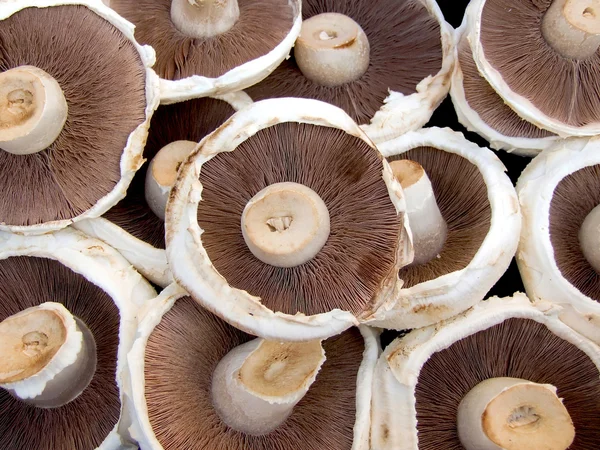 Portobello mushrooms — Stock Photo, Image